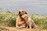 GOLDEN RETRIEVER 294